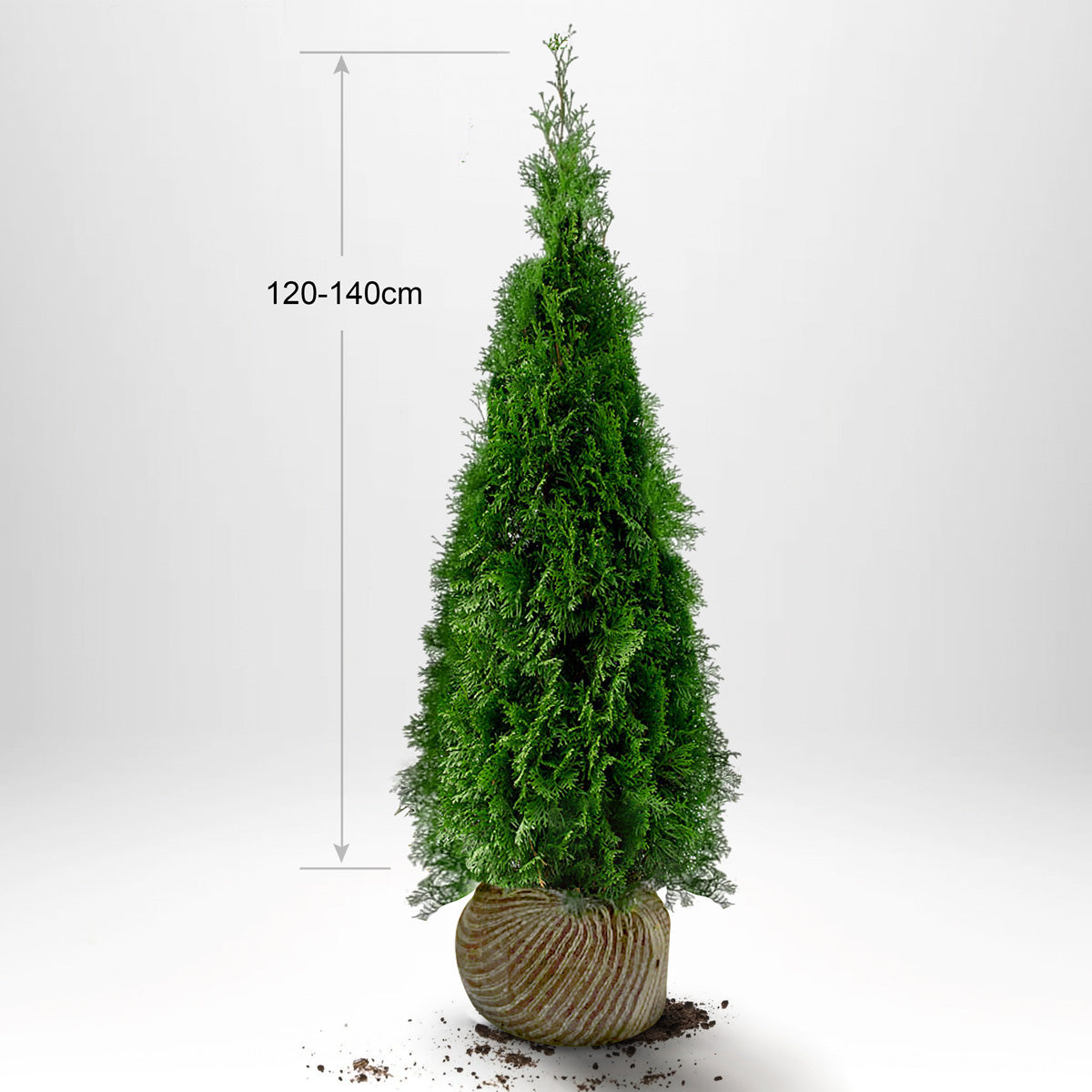 Thuja Smaragd 120-140 cm, RB, Kvalitet: Landscape Quality